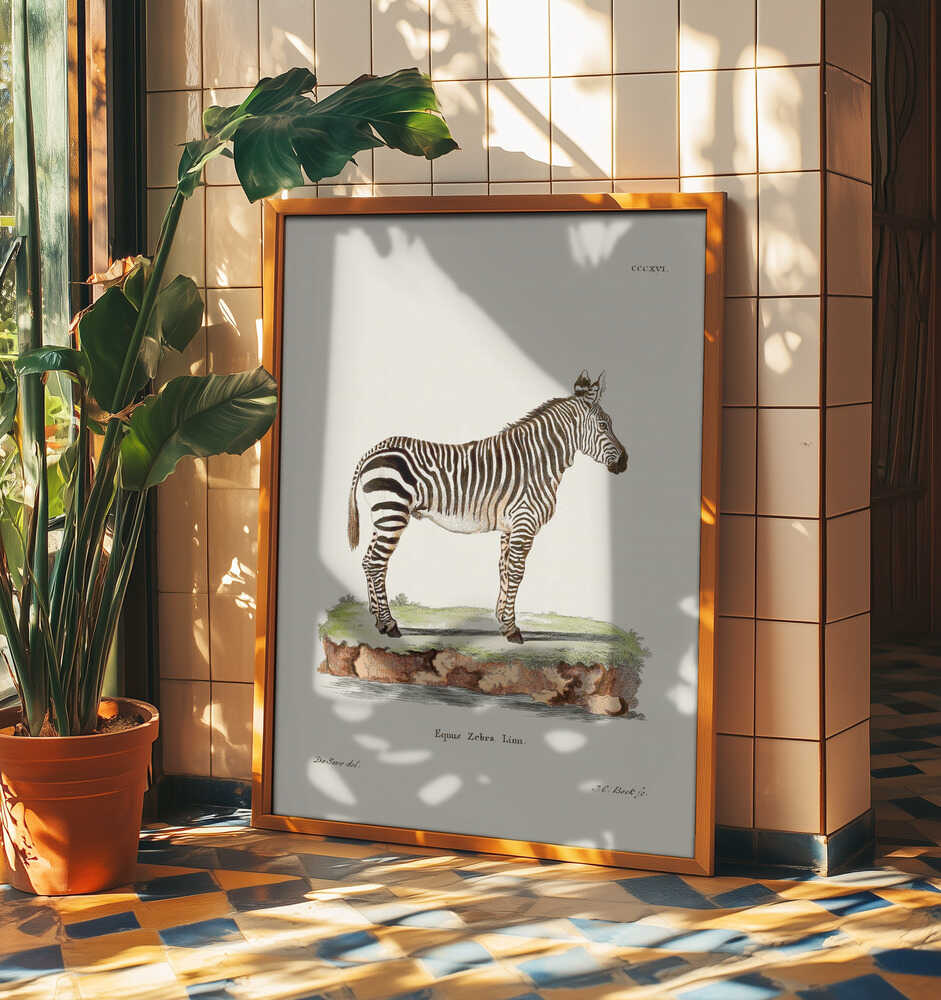 Zebra From Die Säugthiere (1778 1855) By Johann Christian Daniel Von Schreber.