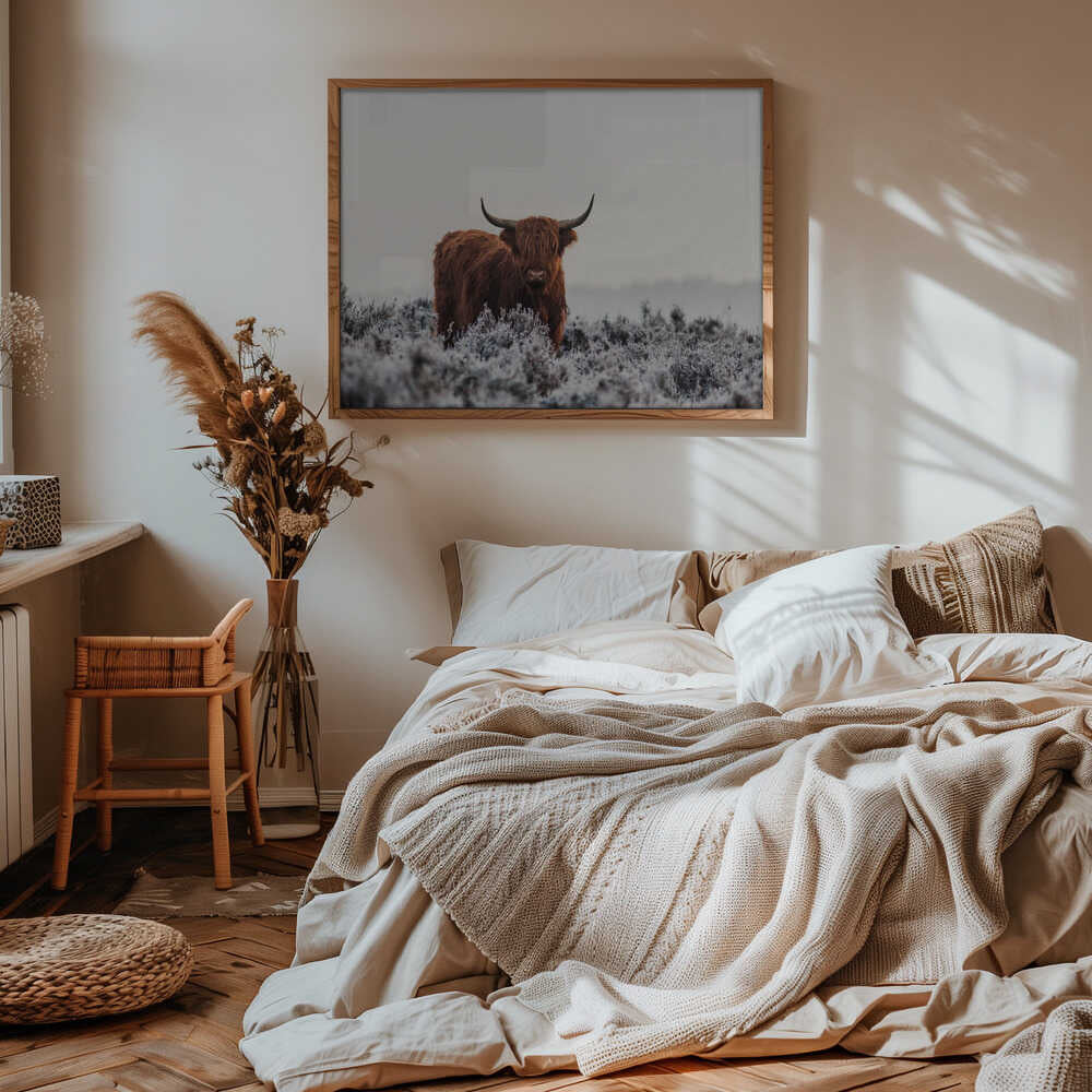Highland cow i frostigt landskap