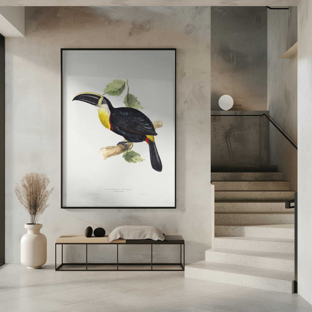 Osculant Toucan