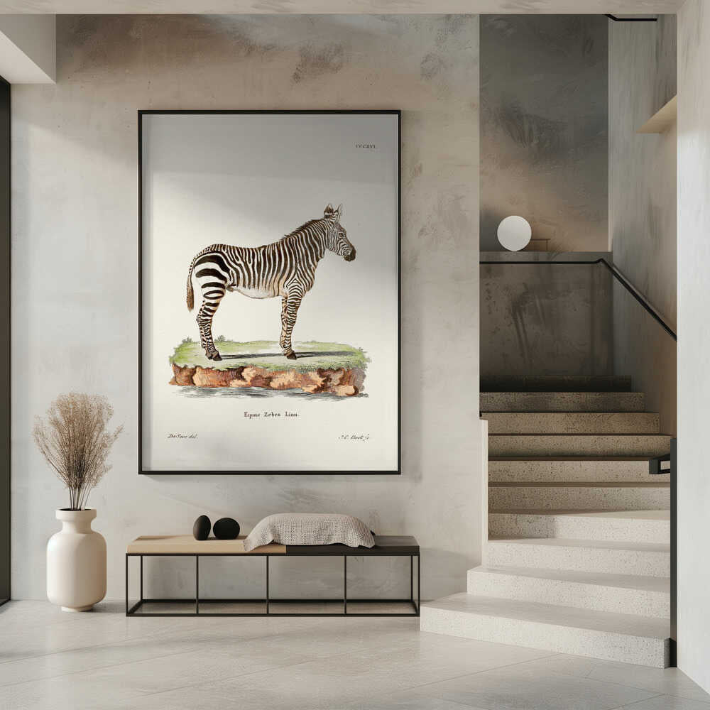 Zebra From Die Säugthiere (1778 1855) By Johann Christian Daniel Von Schreber.