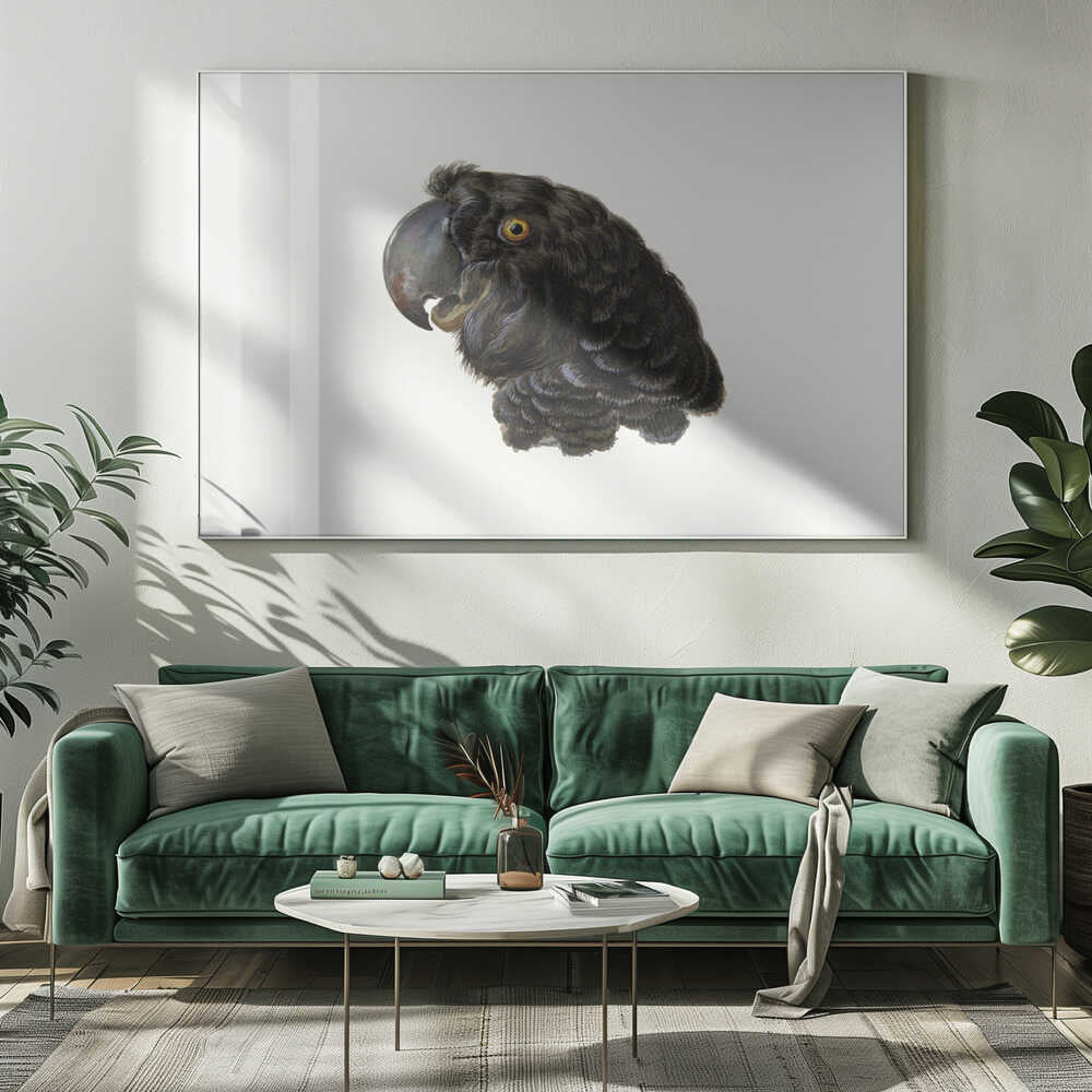 Cockatoo