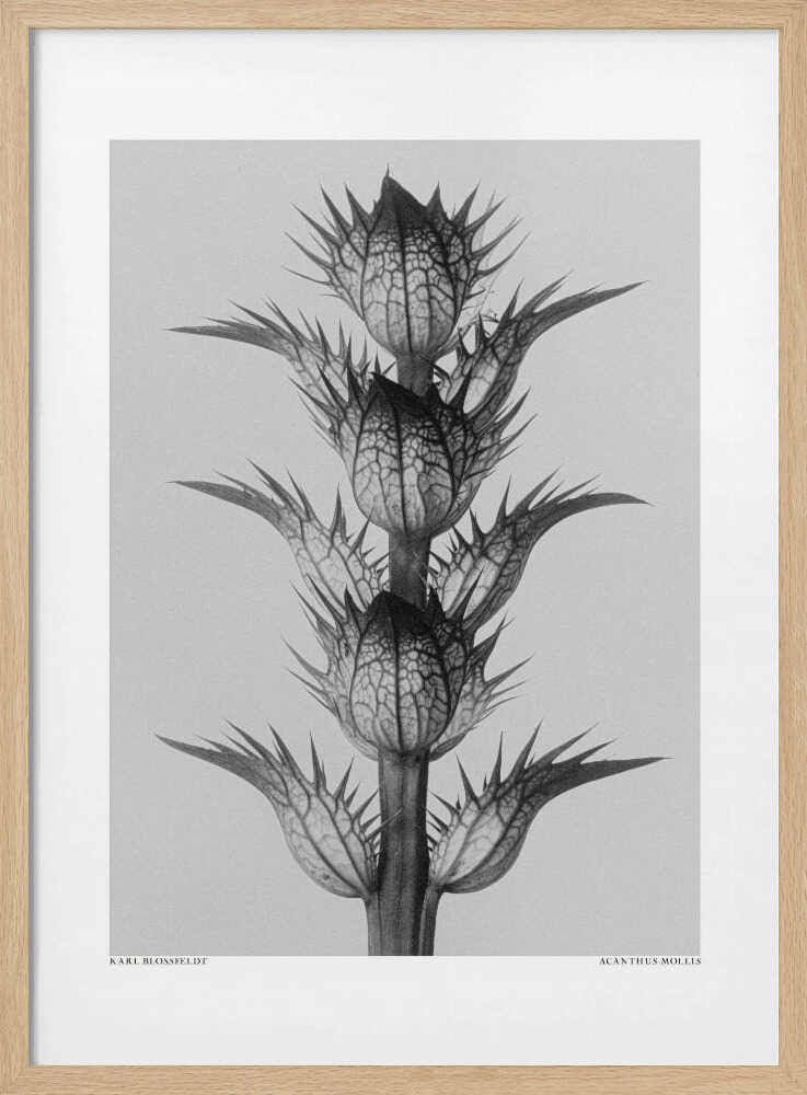 Acanthus mollis