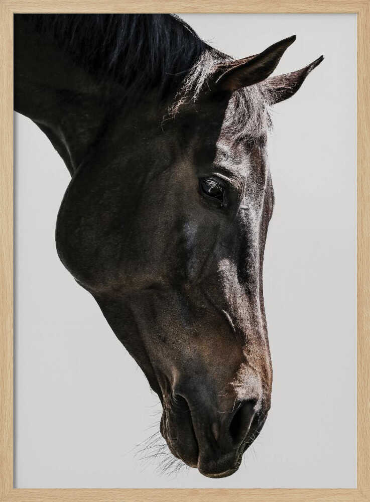 Gentle Equine Gaze