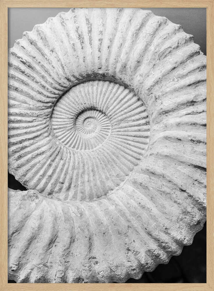 Spiral