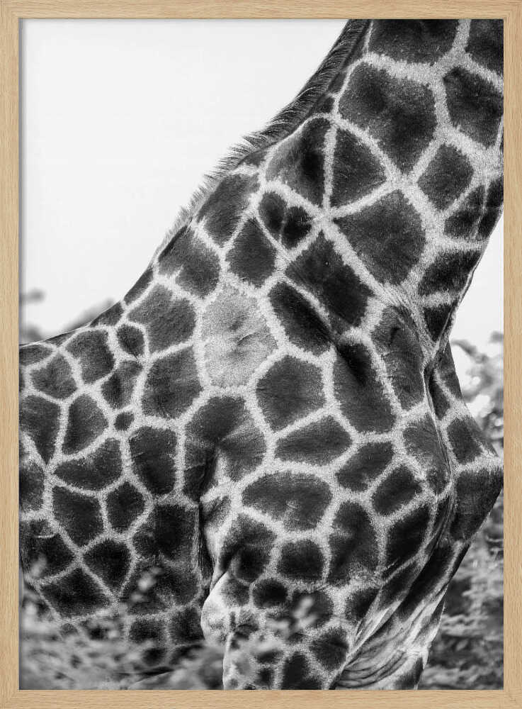 Mönstrad giraff