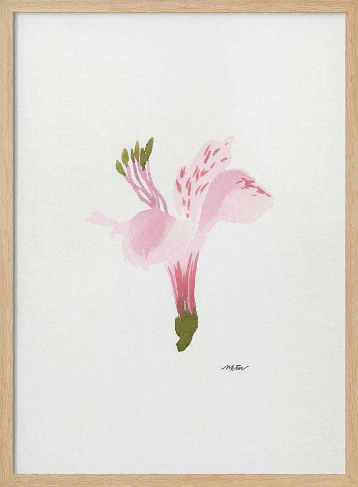 Soft Pink Alstroemeria