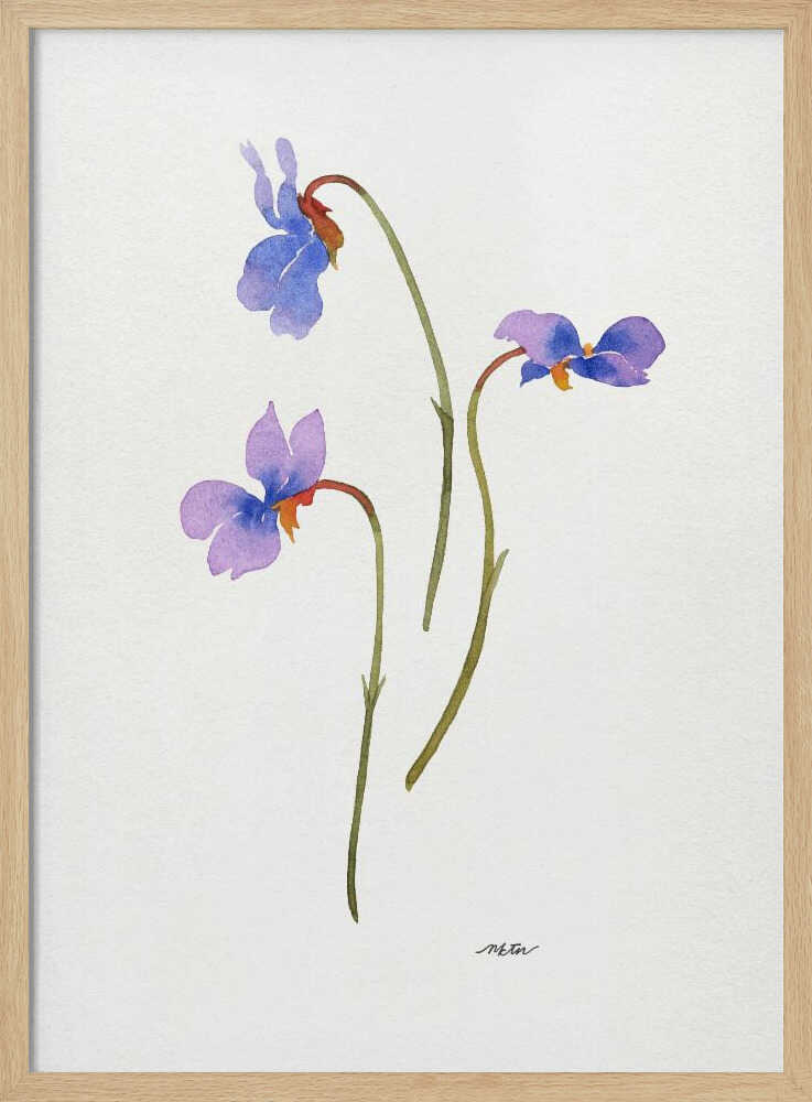 Delicate Purple Violets