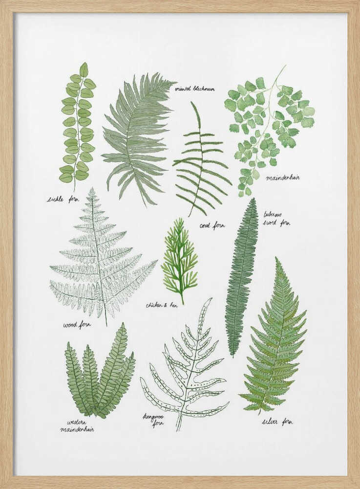Illustrated Fern Varieties