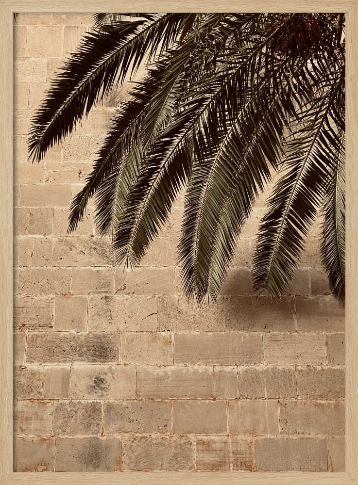 Palm Shadow on Stone