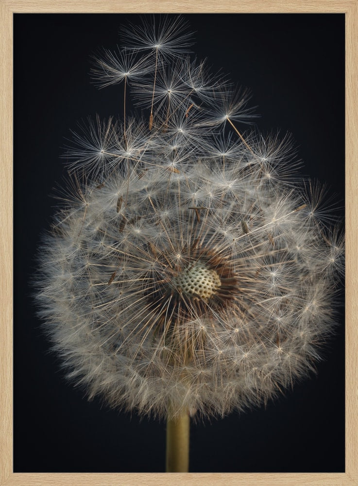 Dandelion Seed Head