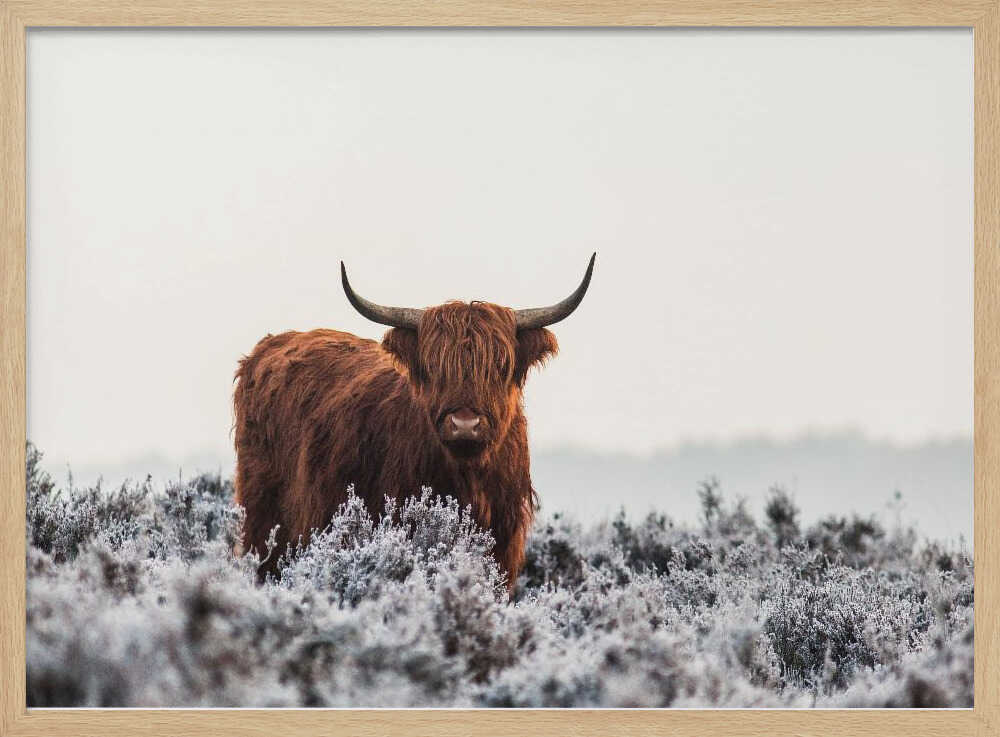 Highland cow i frostigt landskap
