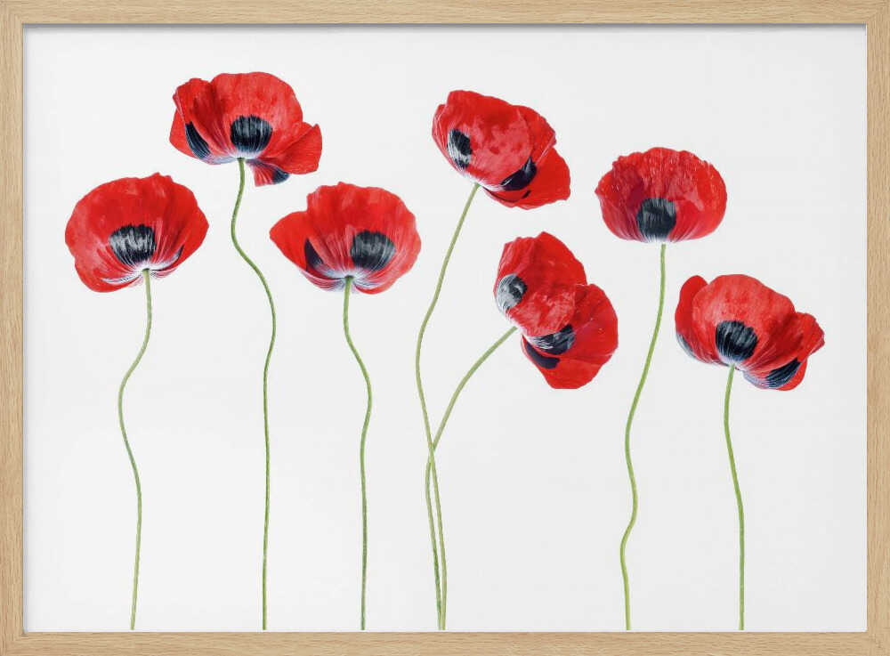 Ladybird Poppies