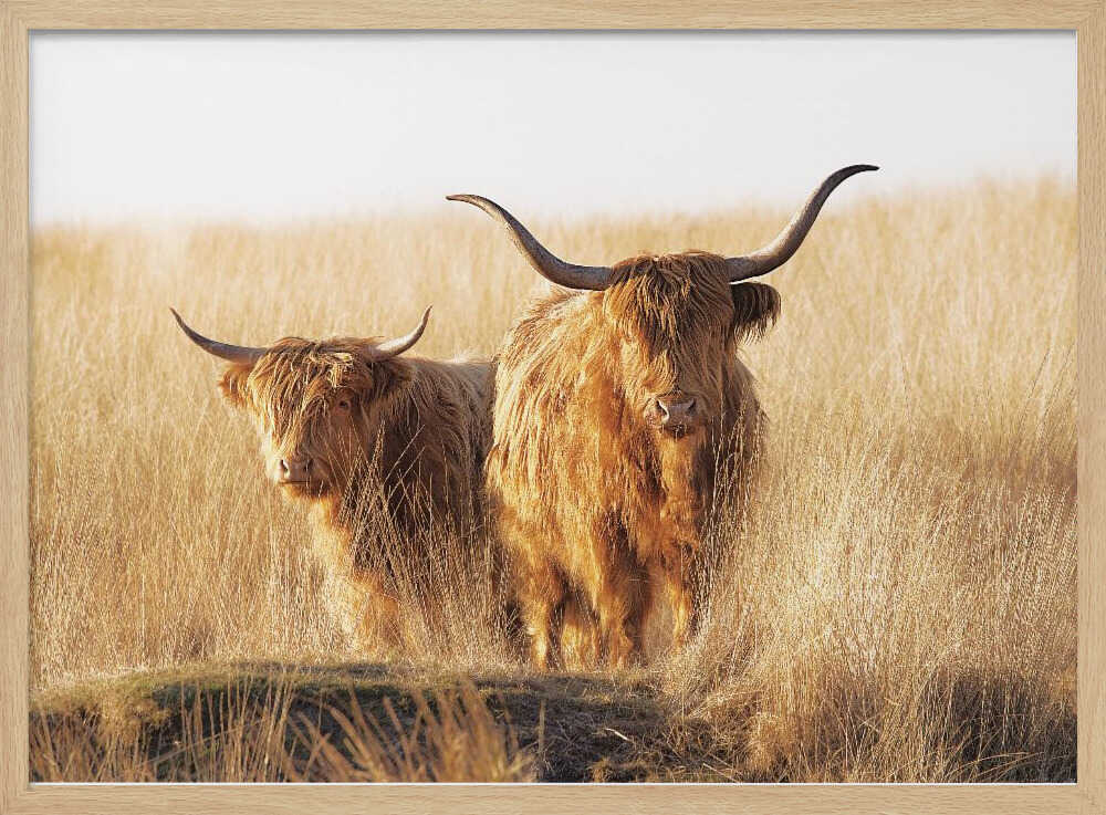 Young and old Highlander