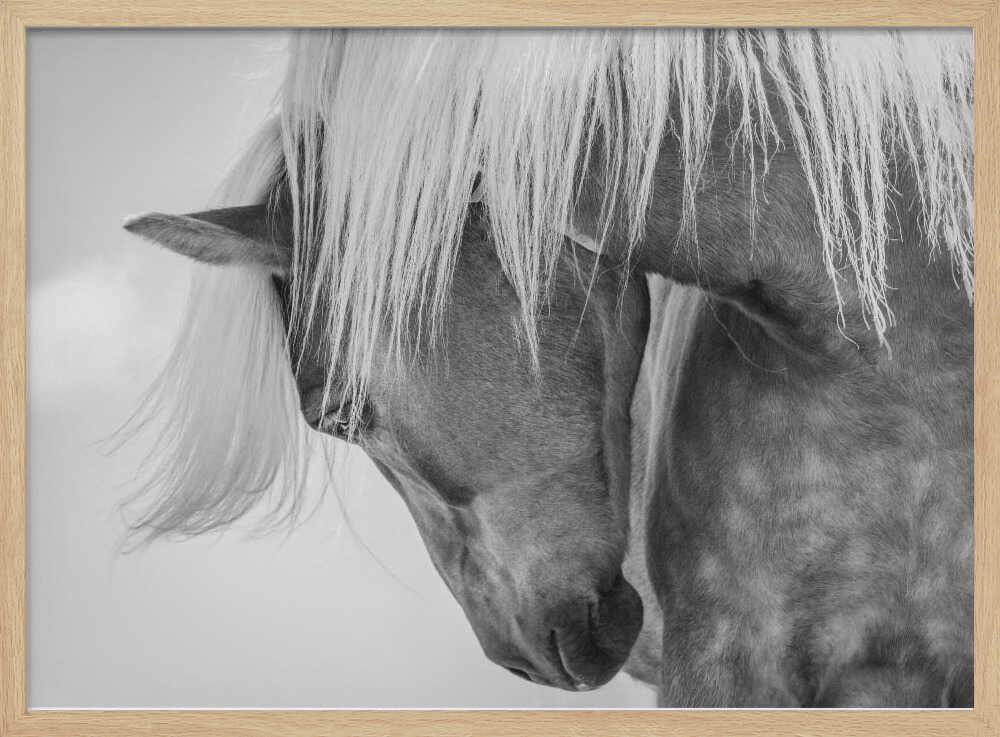 Haflinger Portrait II