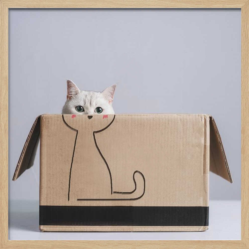 Curious Cat Peek