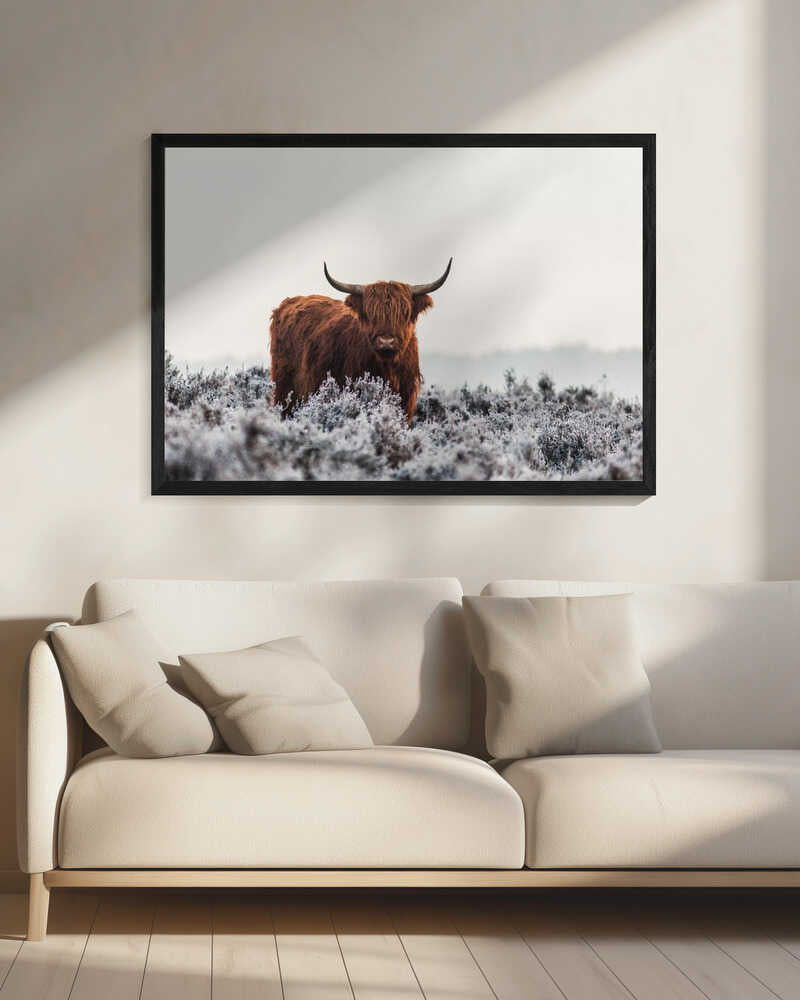 Highland cow i frostigt landskap