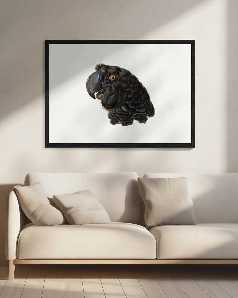 Cockatoo