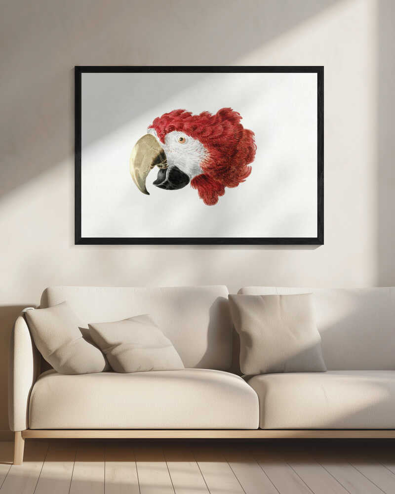 Macaw