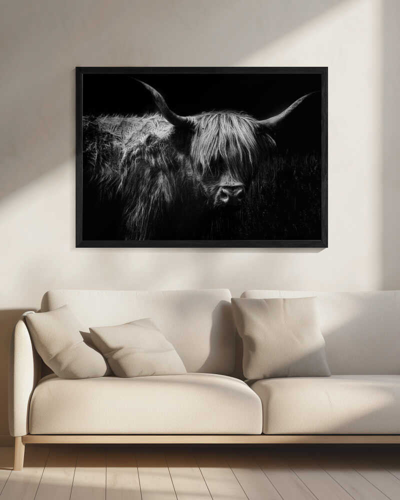 Highland Cow Porträtt