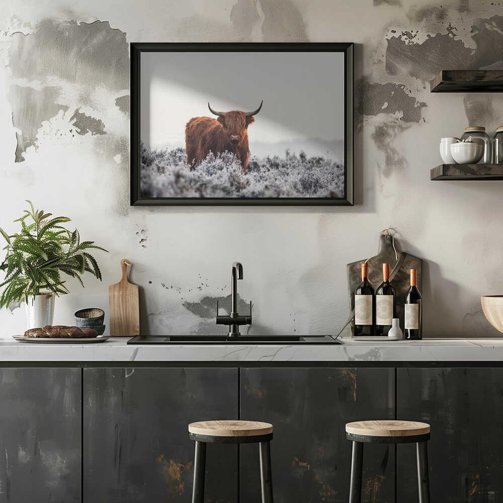 Highland cow i frostigt landskap