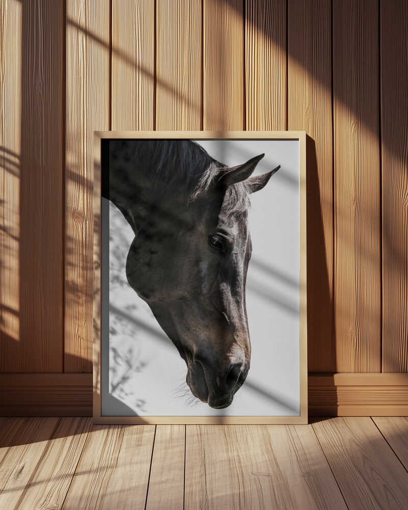 Gentle Equine Gaze