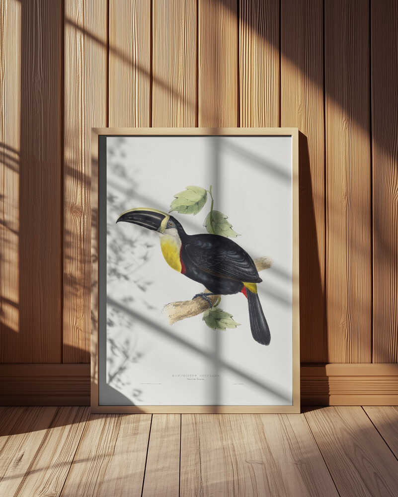 Osculant Toucan