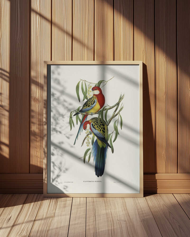 Rose Hill Parakeet