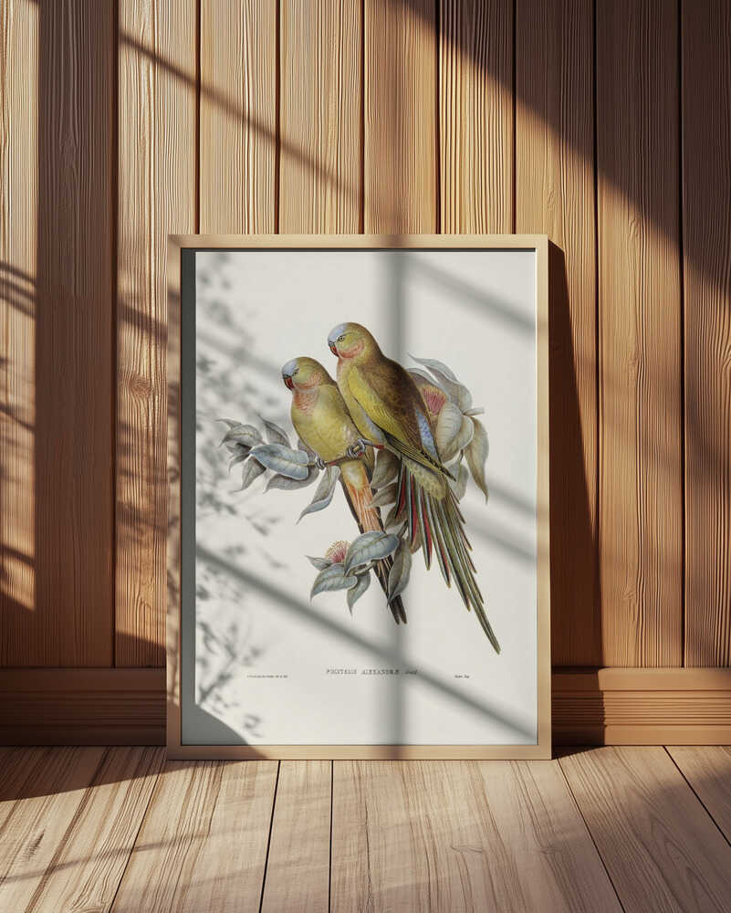 The Princess of Wales's Parakeet3