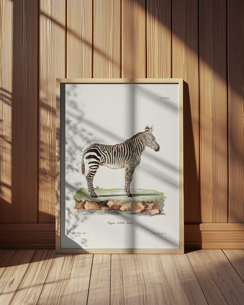 Zebra From Die Säugthiere (1778 1855) By Johann Christian Daniel Von Schreber.