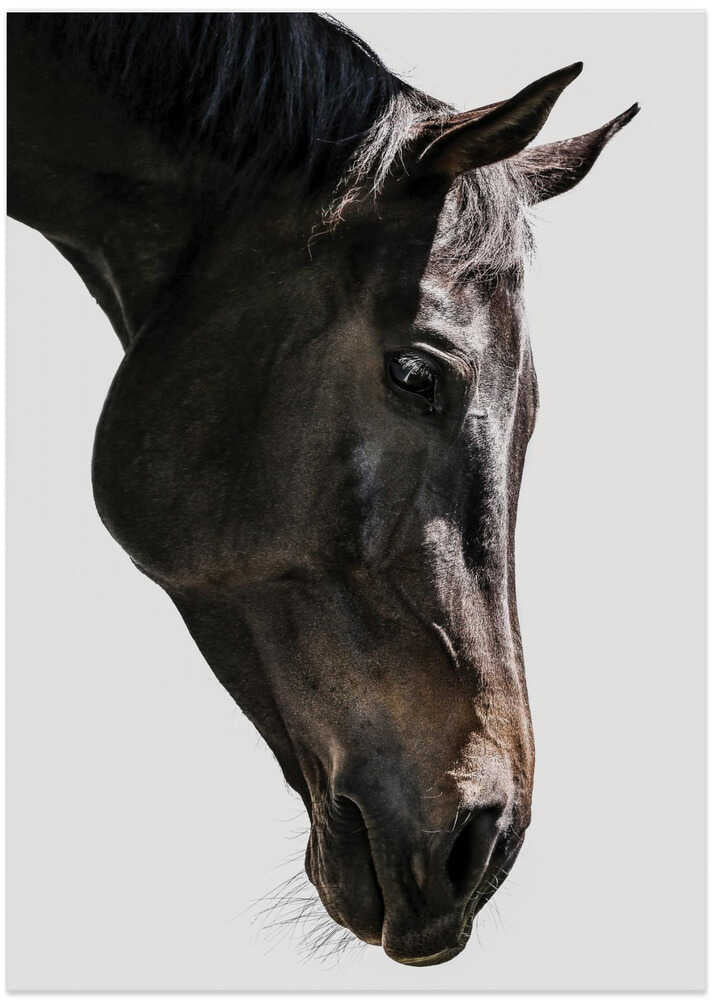 Gentle Equine Gaze