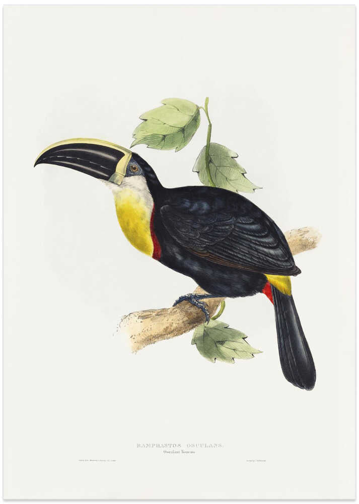 Osculant Toucan