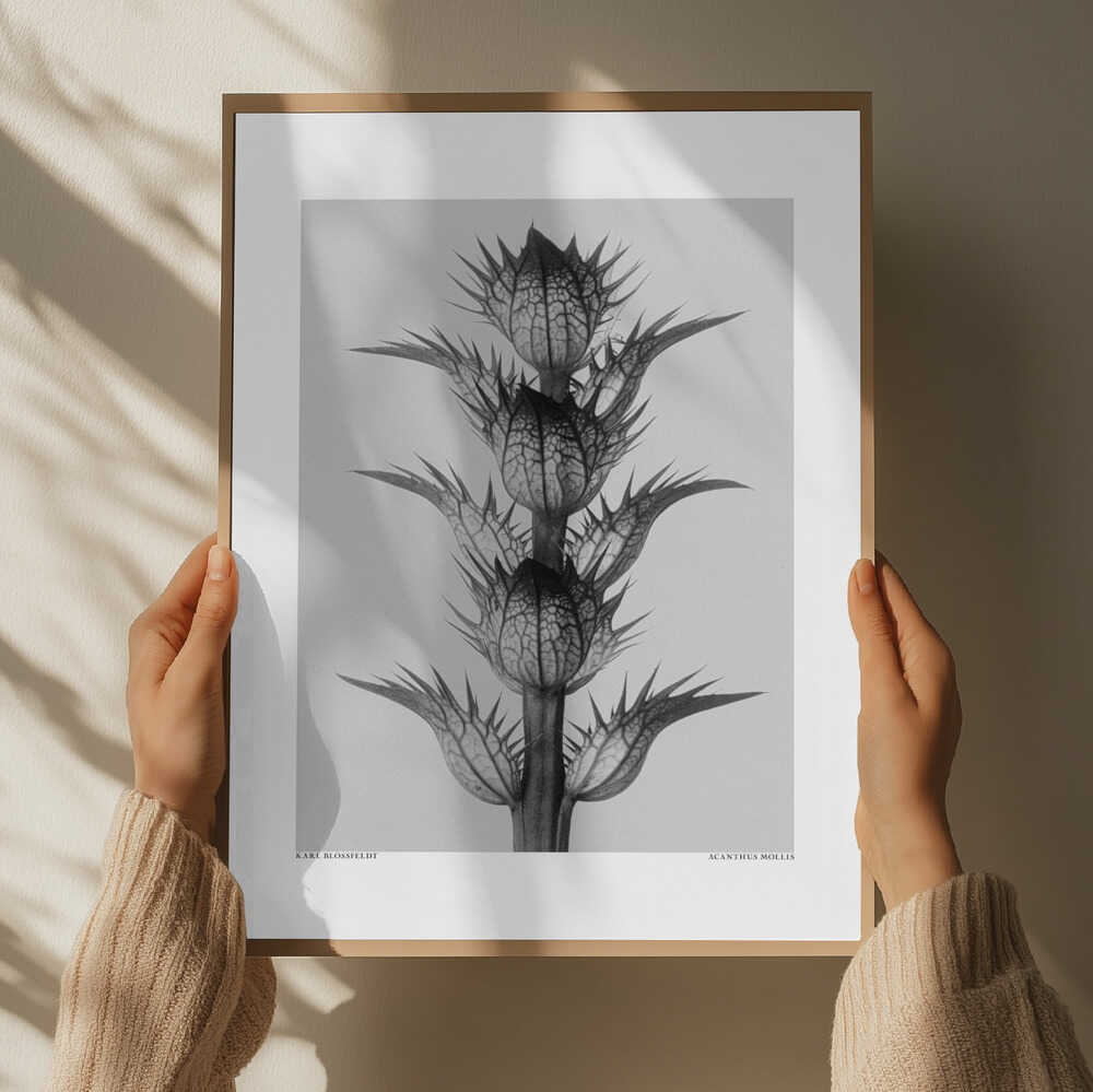 Acanthus mollis