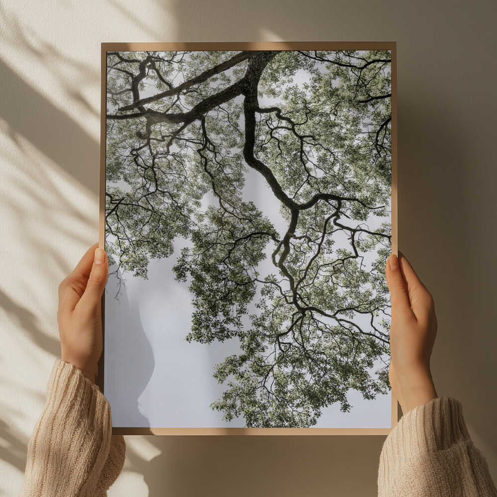 Ethereal Canopy