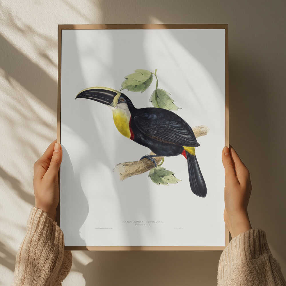 Osculant Toucan