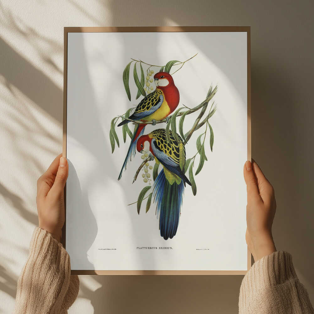 Rose Hill Parakeet