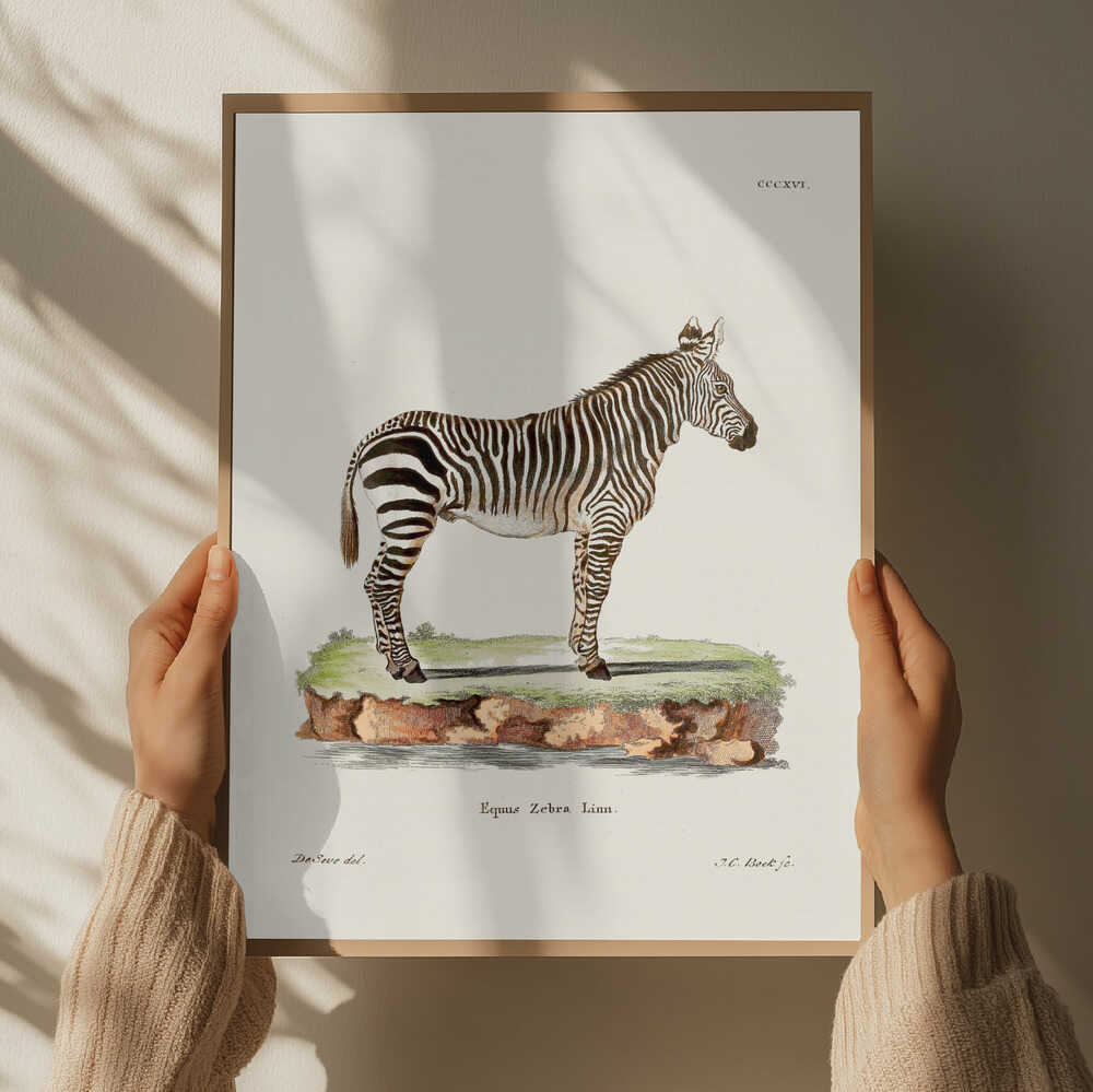 Zebra From Die Säugthiere (1778 1855) By Johann Christian Daniel Von Schreber.