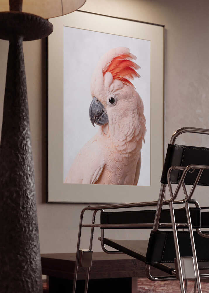 Majestic Salmon Cockatoo