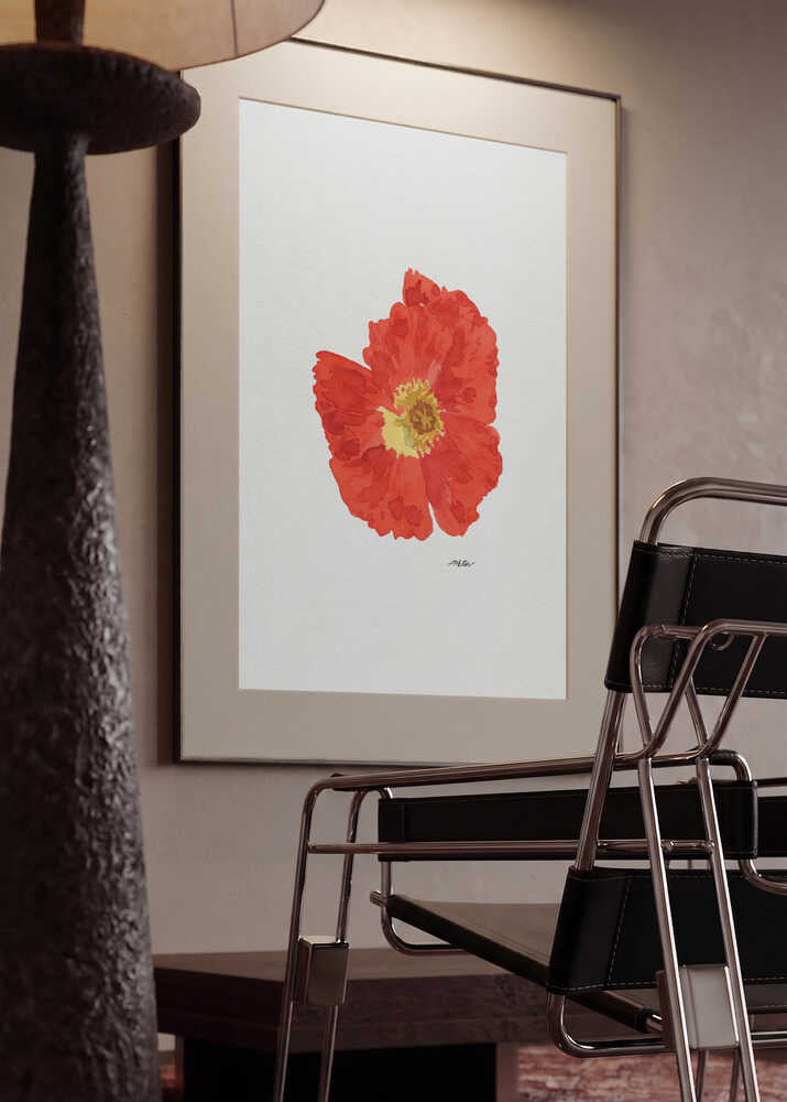 Single Red Poppy