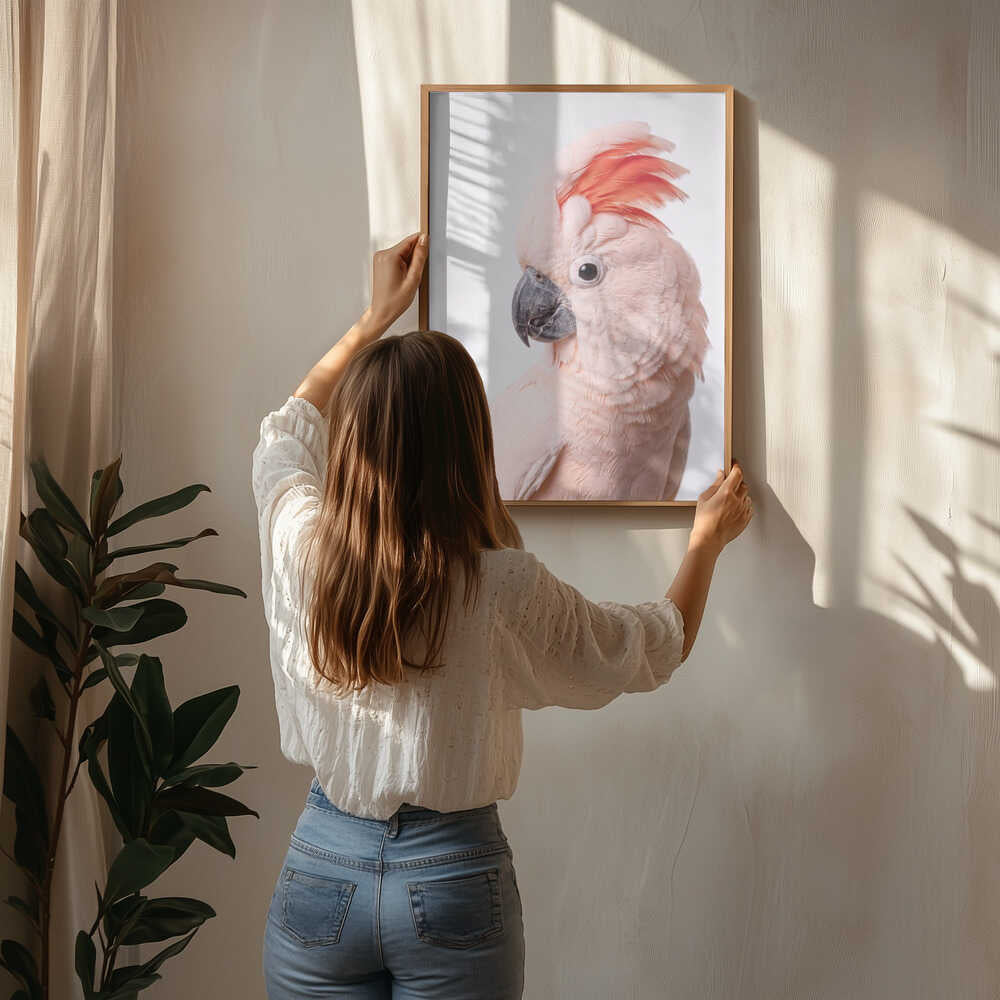 Majestic Salmon Cockatoo