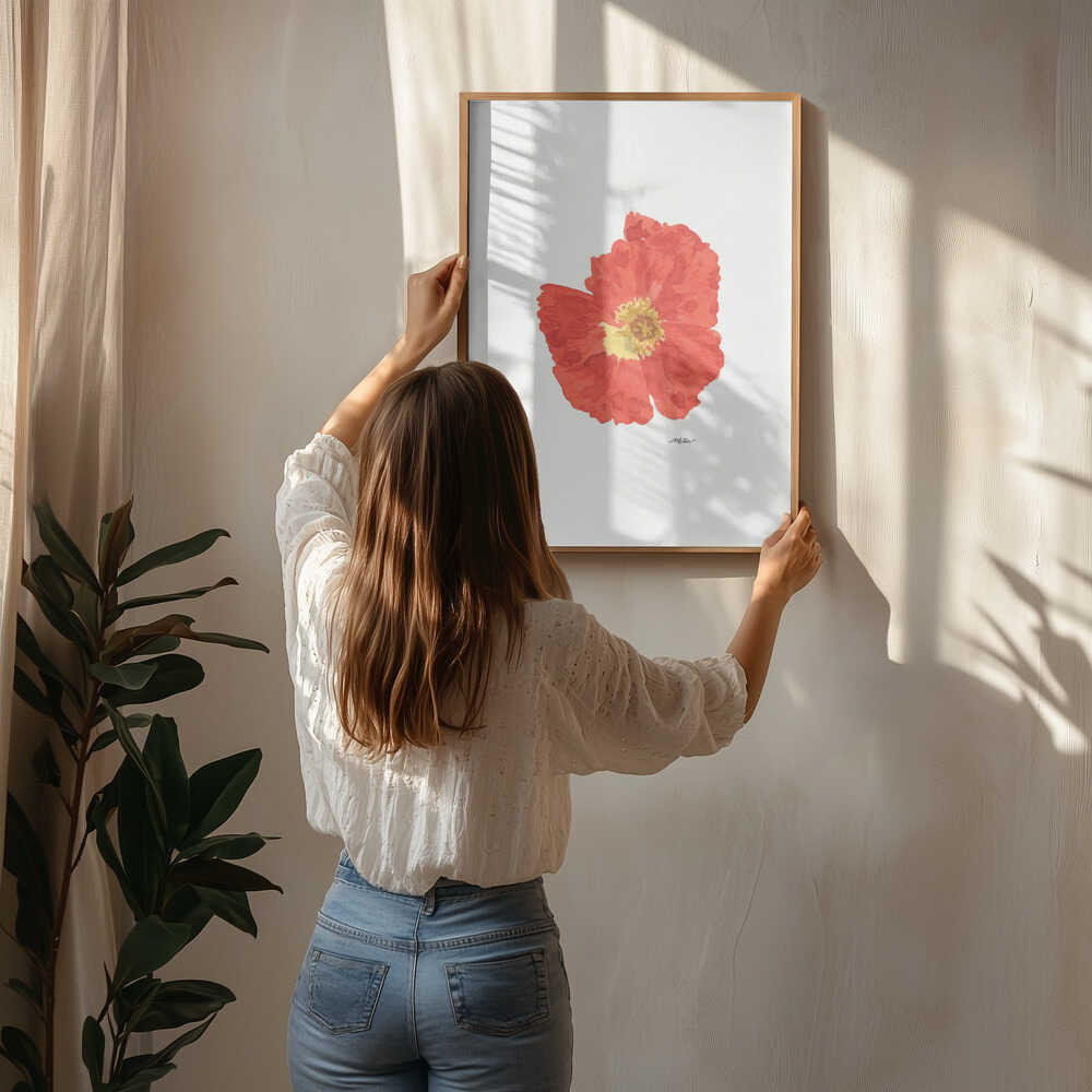 Single Red Poppy